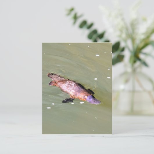 PLATYPUS IN WATER EUNGELLA AUSTRALIË BRIEFKAART (Staand voorkant)