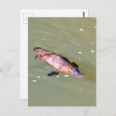 PLATYPUS IN WATER EUNGELLA AUSTRALIË BRIEFKAART (Voorkant / Achterkant)