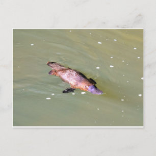 PLATYPUS IN WATER EUNGELLA AUSTRALIË BRIEFKAART