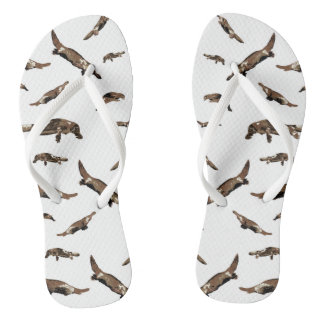 Platypus (Ornithorhynchus anatinus) Teenslippers