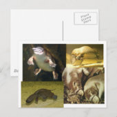 Platypus Panorama Briefkaart (Voorkant / Achterkant)