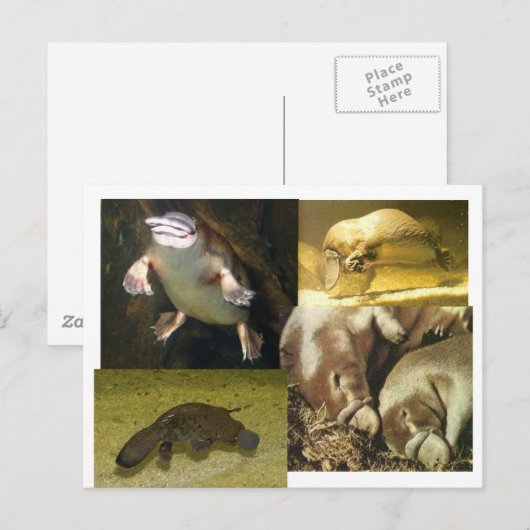 Platypus Panorama Briefkaart (Voorkant / Achterkant)
