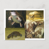 Platypus Panorama Briefkaart (Voorkant)
