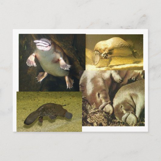 Platypus Panorama Briefkaart (Voorkant)