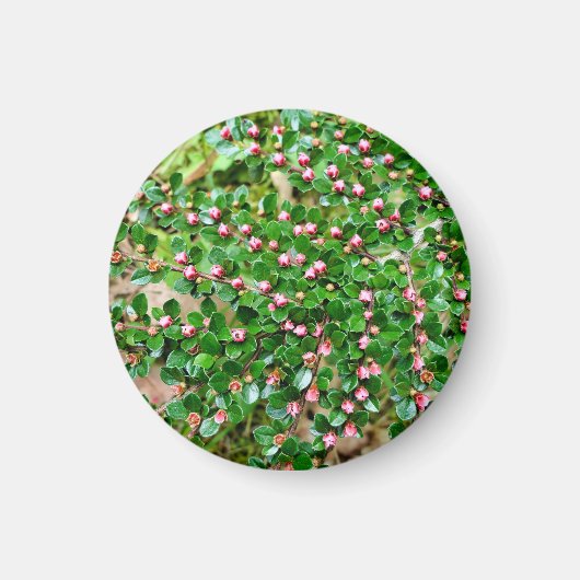 Plavialis Magneet (Voorkant)