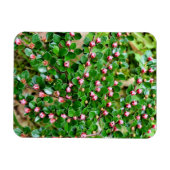 Plavialis Magneet (Horizontaal)