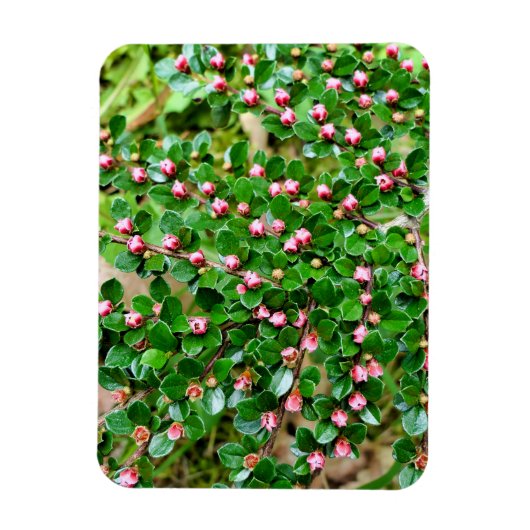 Plavialis Magneet (Verticaal)