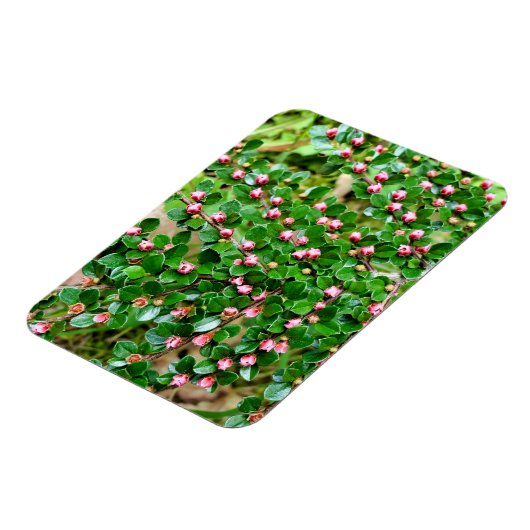 Plavialis Magneet (Linkerzijde)