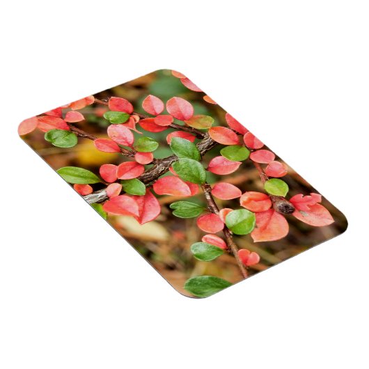 Plavialis Magneet (Rechterzijde)