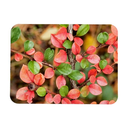 Plavialis Magneet (Horizontaal)