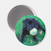Play Ball - Labrador Puppy - Zwart lab Magneet (Voorkant / Achterkant)
