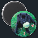 Play Ball - Labrador Puppy - Zwart lab Magneet<br><div class="desc">Deze Black Lab Puppy wil alleen maar spelen! Play Ball - Origineel kunstwerk van Judy Burrows @ Black Dog Art</div>