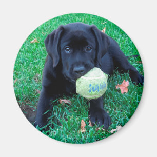 Play Ball - Labrador Puppy - Zwart lab Magneet
