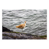 Playa Del Rey Foto Afdruk (Voorkant)