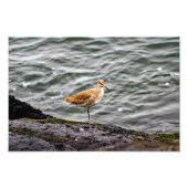 Playa Del Rey Foto Afdruk (Voorkant)