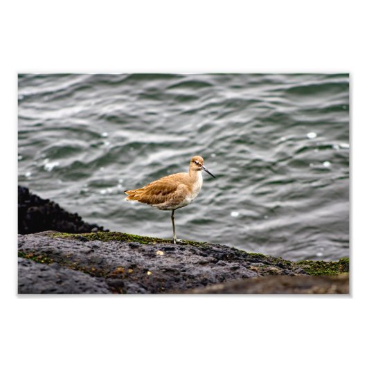 Playa Del Rey Foto Afdruk (Voorkant)