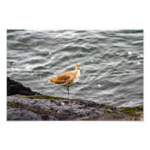 Playa Del Rey Foto Afdruk (Voorkant)