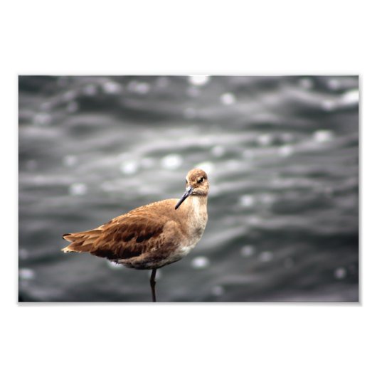 Playa Del Rey Foto Afdruk (Voorkant)