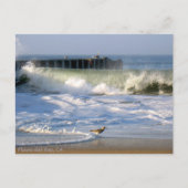 Playa del Rey Surf Birds - Mike Izzo Briefkaart (Voorkant)