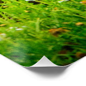 Playful Fox Kits Wildlife Nature Photography Print Perfect Poster (Hoek)