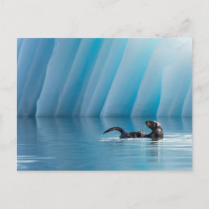 Playful Sea Otter Briefkaart