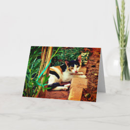 Pleasant Cat Kaart