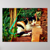 Pleasant Cat Poster (Voorkant)