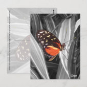Pleasantville Butterfly - Briefkaart (Voorkant / Achterkant)