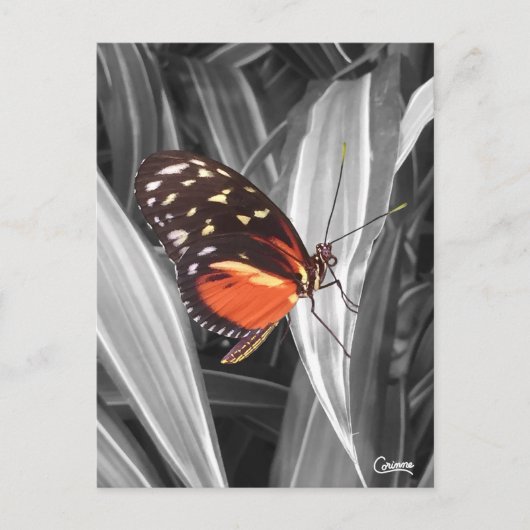 Pleasantville Butterfly - Briefkaart (Voorkant)