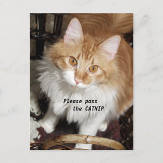 Please Pass the Catnip Cat Post Card Briefkaart