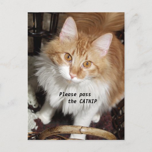 Please Pass the Catnip Cat Post Card Briefkaart (Voorkant)