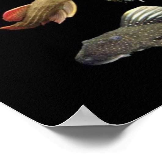 Plecoの の ス タNr.01 Poster (Hoek)