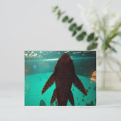 Pleco Briefkaart (Staand voorkant)