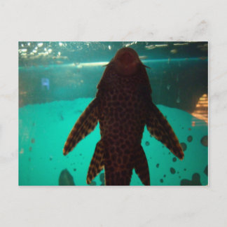 Pleco Briefkaart