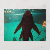 Pleco Briefkaart (Voorkant)