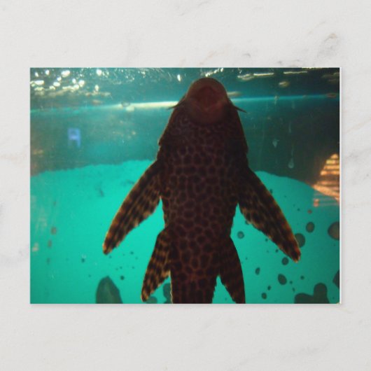 Pleco Briefkaart (Voorkant)