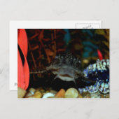 Pleco Watching Briefkaart (Voorkant / Achterkant)