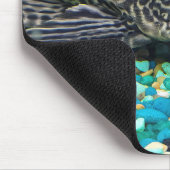 Plecostomus op grind muismat (Hoek)