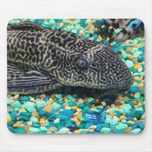 Plecostomus op grind muismat (Voorkant)