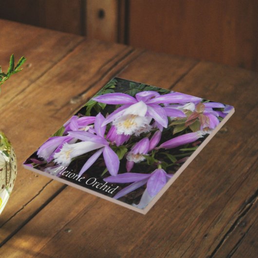 Pleione venster Orchideeën Bloemig Tegeltje