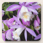 Pleione Windows sill Orchids Floral Bier Onderzetter (Voorkant)