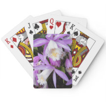 Pleione Windows sill Orchids Floral