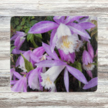 Pleione Windows sill Orchids Floral