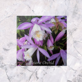 Pleione Windows sill Orchids Floral Tegeltje