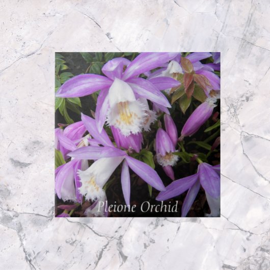 Pleione Windows sill Orchids Floral Tegeltje