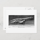 Plesiosaur briefkaart (Voorkant / Achterkant)