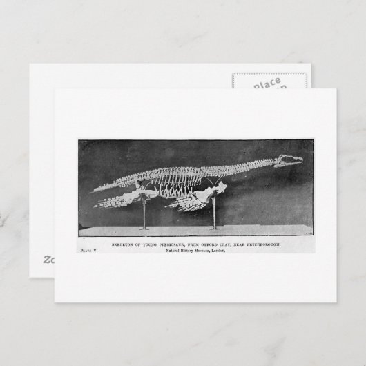 Plesiosaur briefkaart (Voorkant / Achterkant)