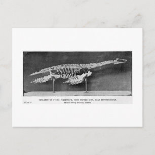 Plesiosaur briefkaart