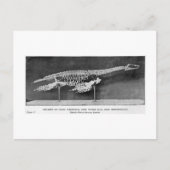 Plesiosaur briefkaart (Voorkant)