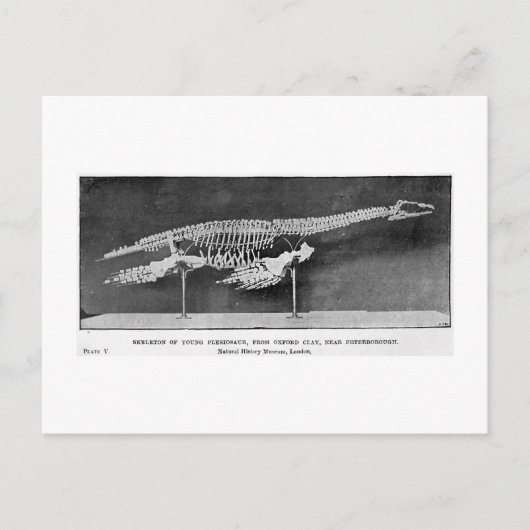 Plesiosaur briefkaart (Voorkant)